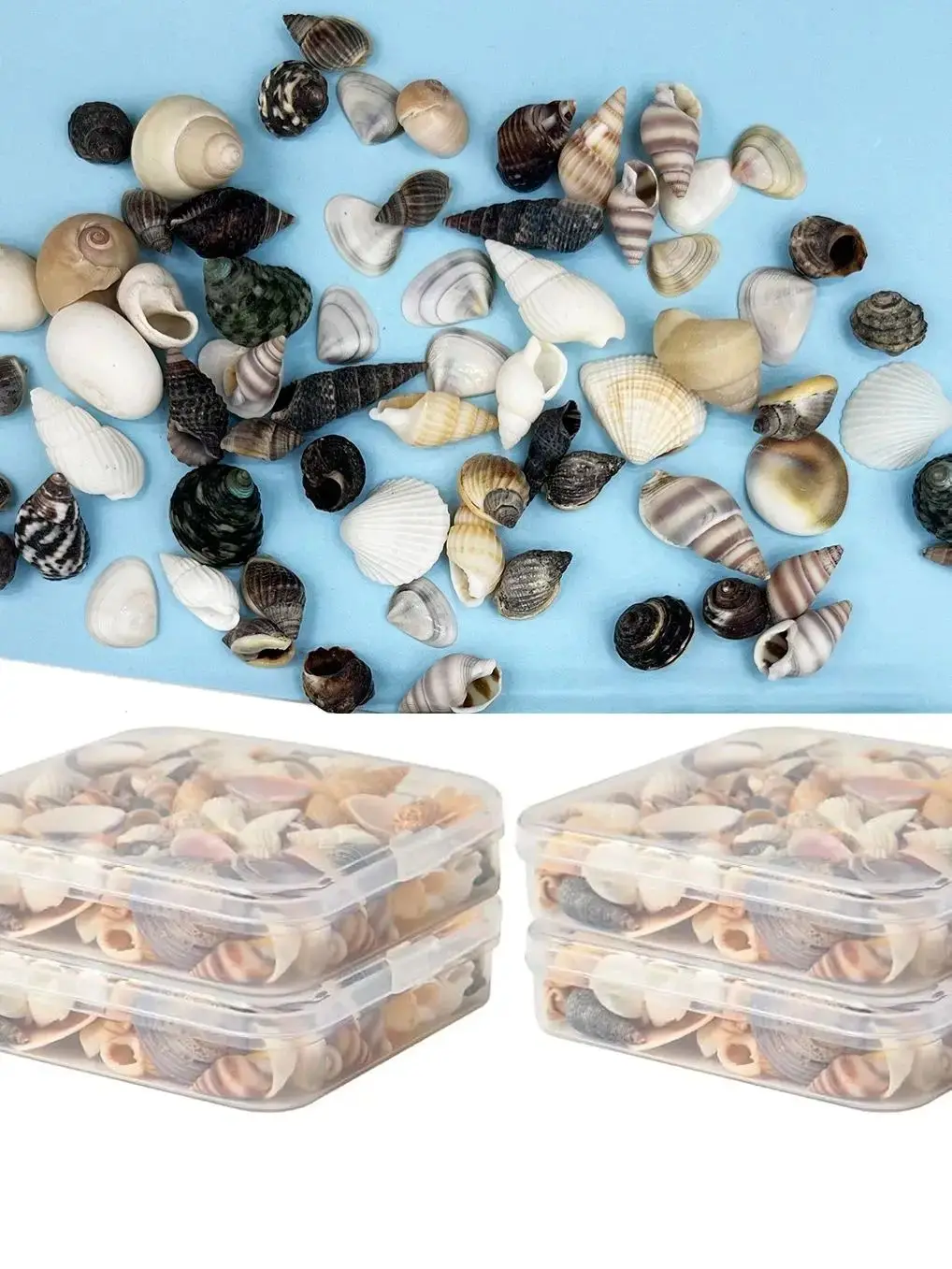 Petites coquillages de mer d'océan mélangés naturels, coquillages miniatures de plage, décoration de plage, artisanat pour projets d'art et d'artisanat, décoration de maison