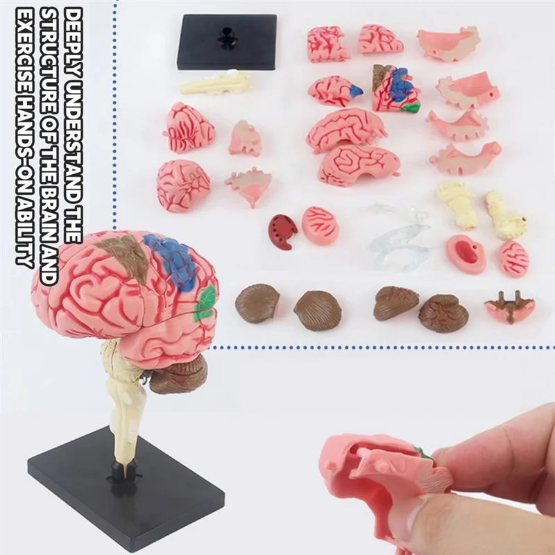 ABWP-New 4D Human Brain Model Kids Scientific  Teaching Anatomical Model Lab Display Model DIY Assembling Model