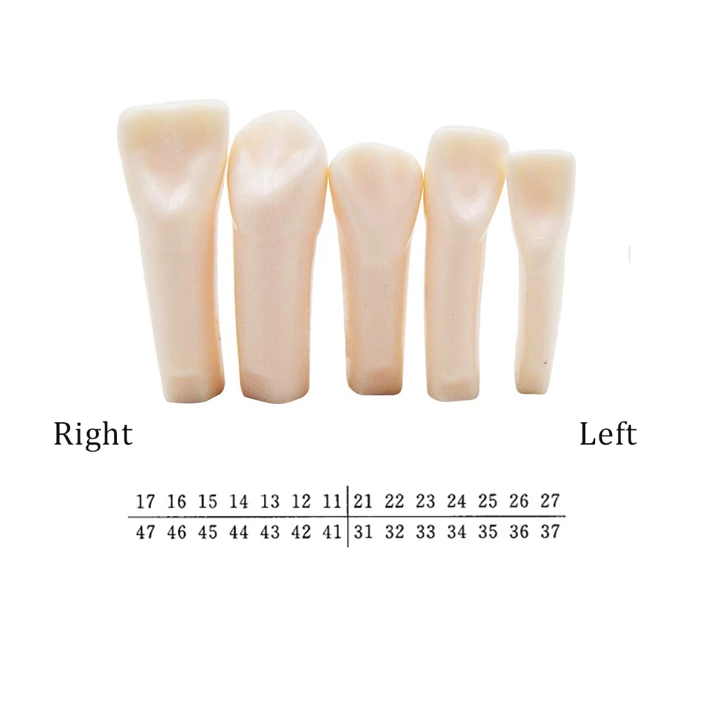 Modelo de dientes de Typodont Dental, reemplazo Individual de dientes atornillados, Compatible con Nissin, accesorios de enseñanza para dentistas,