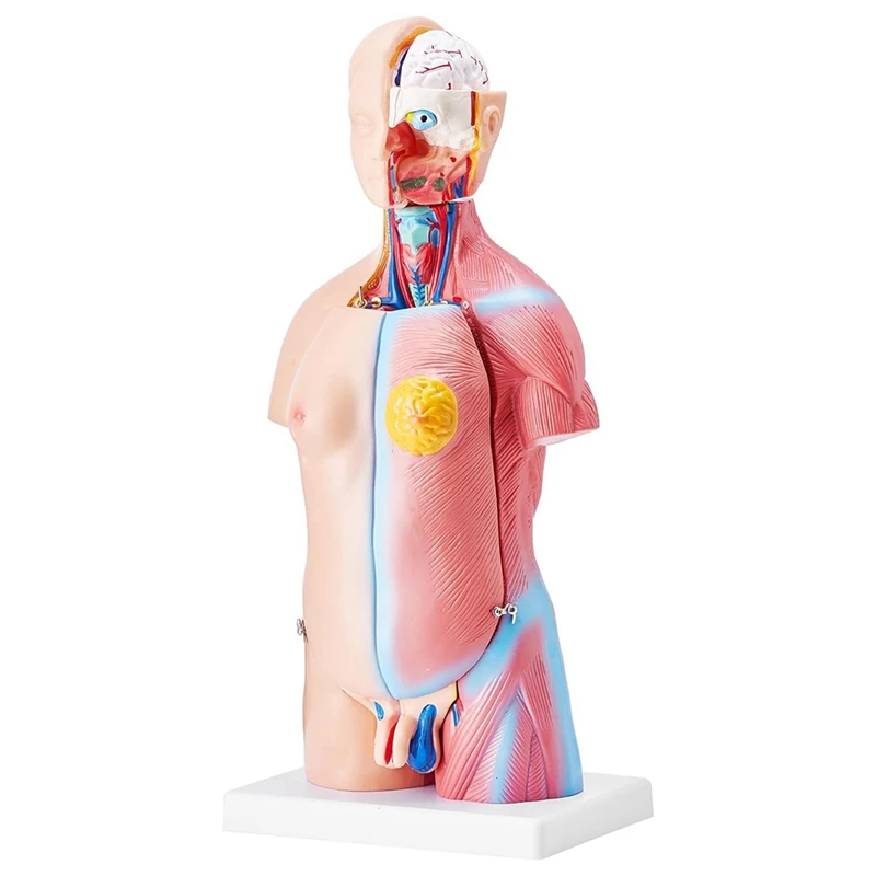 ABKJ-Human Body Model 23 Parts 17Inch Life Size Human Anatomy Model Unisex Human Torso Models Anatomical Skeleton Model