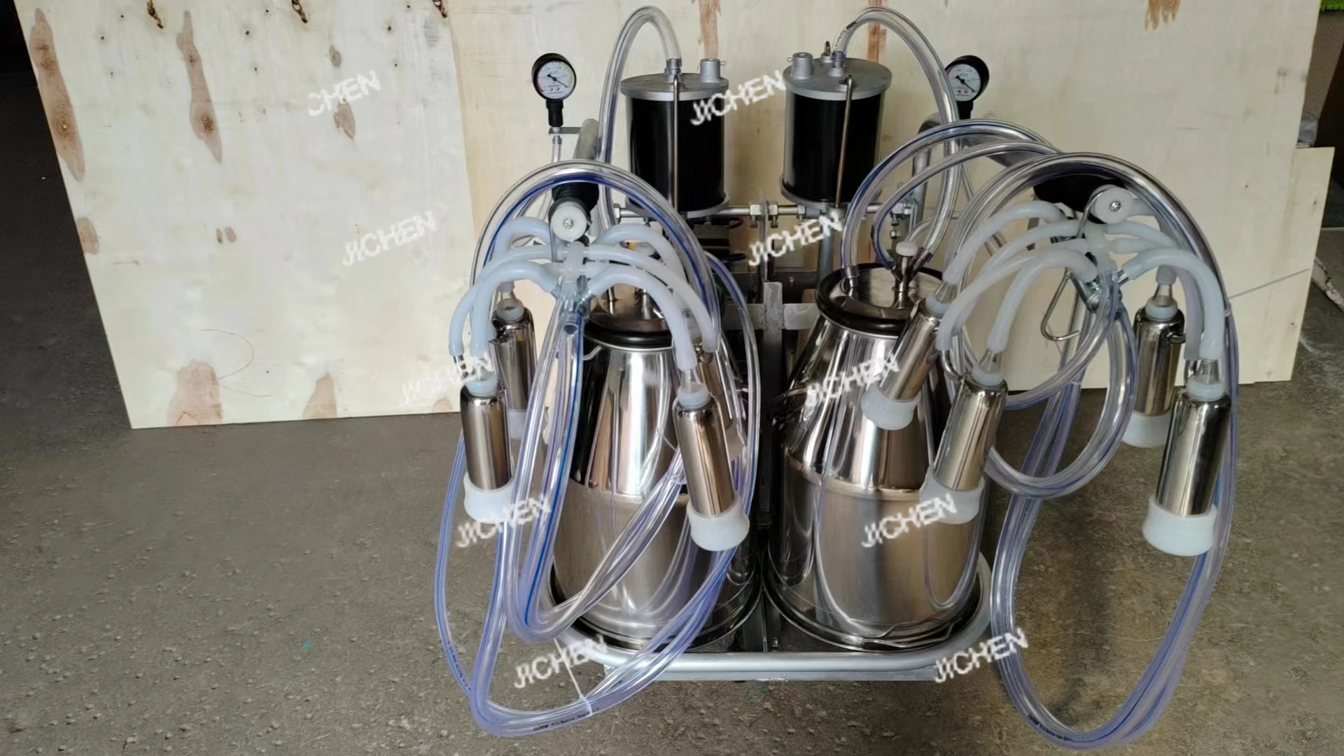 Two Cows/Time Autom…