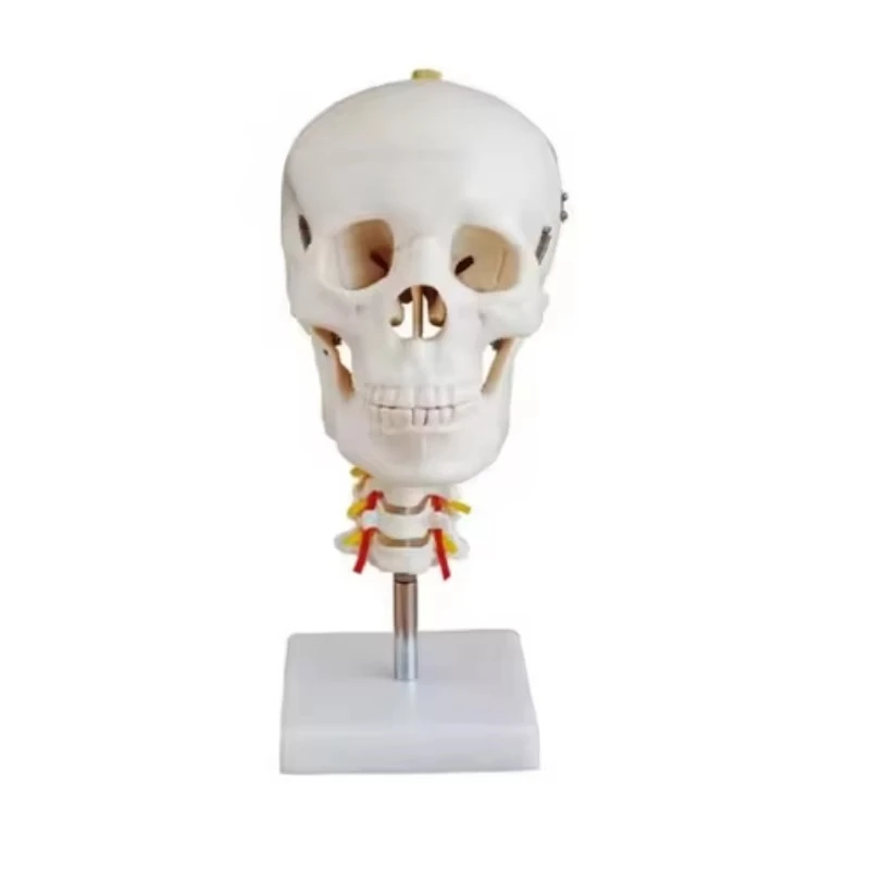 

High-quality Skull with Spinal Column Model - Medical Teaching Model