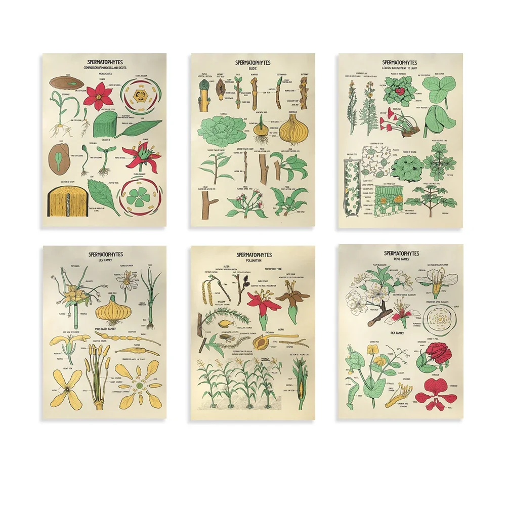 Leaf Adjustment to Light -Rose and Pea Families - Gourd and Daisy FamiliesPollination - Vintage School Science Chart or Poster