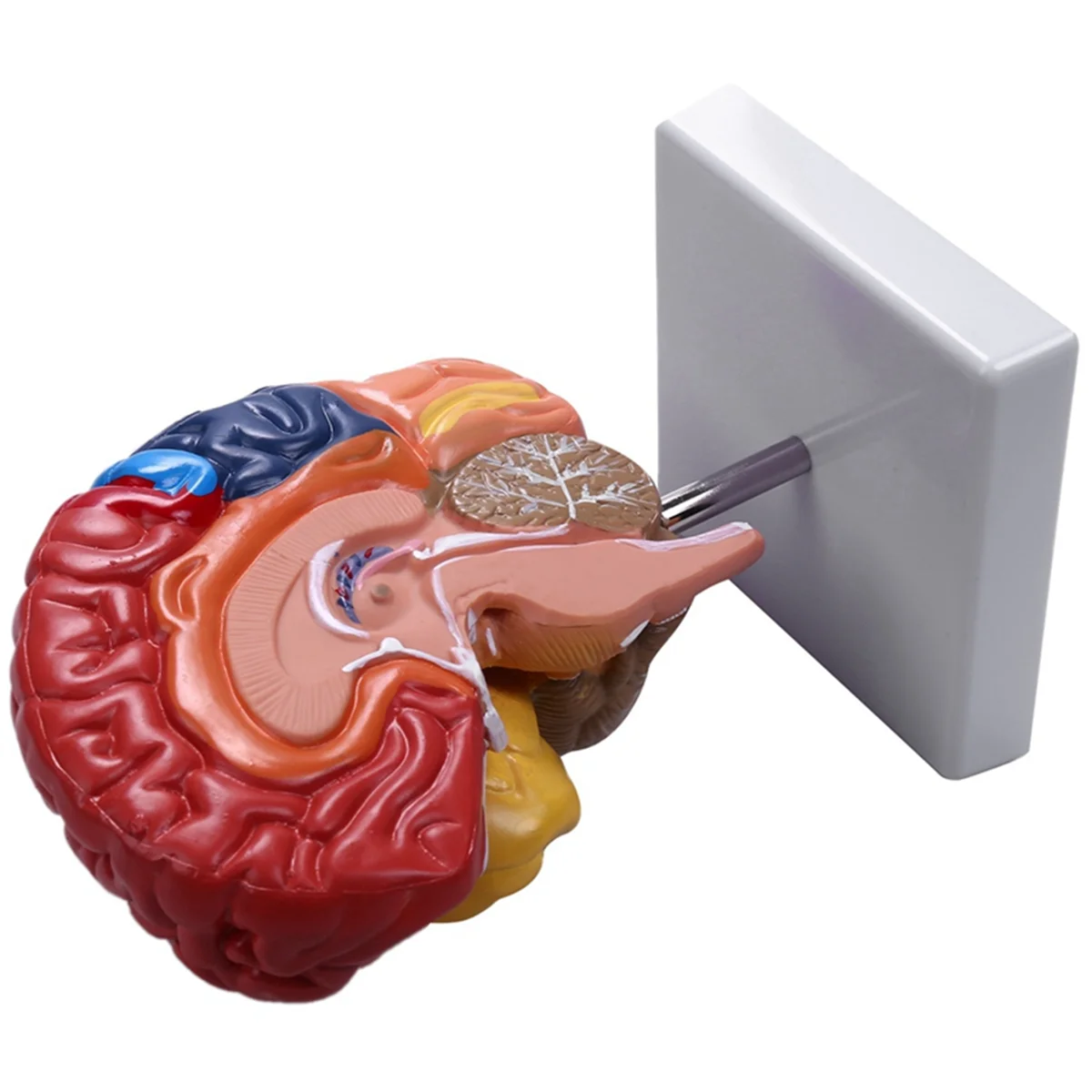 Cerebral Anatomical Model Anatomy 1:1 Half Brain Brainstem Teaching Lab Supplies