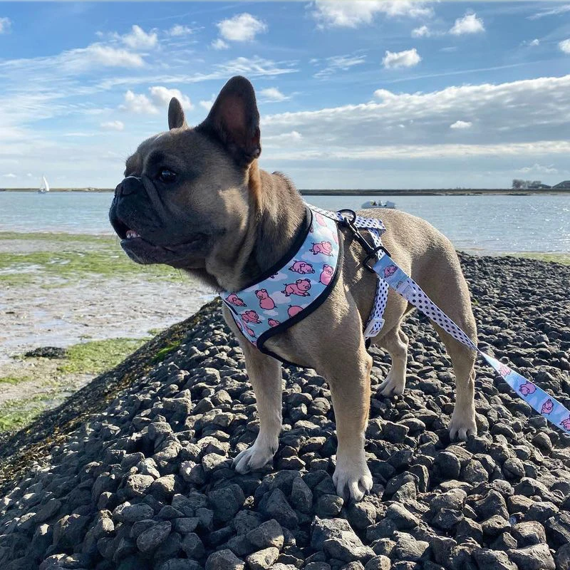 Pink Pig Small Dog Harness With Pull Dog Vest Harnesses For Medium Small Dogs Harness Leash Set Pets Puppy French Bulldog Pug