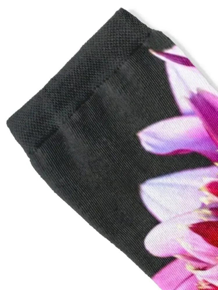 Mambo Dahlia Still LIfe Socks tennis japanese fashion anti-slip Novelties Women Socks Men's