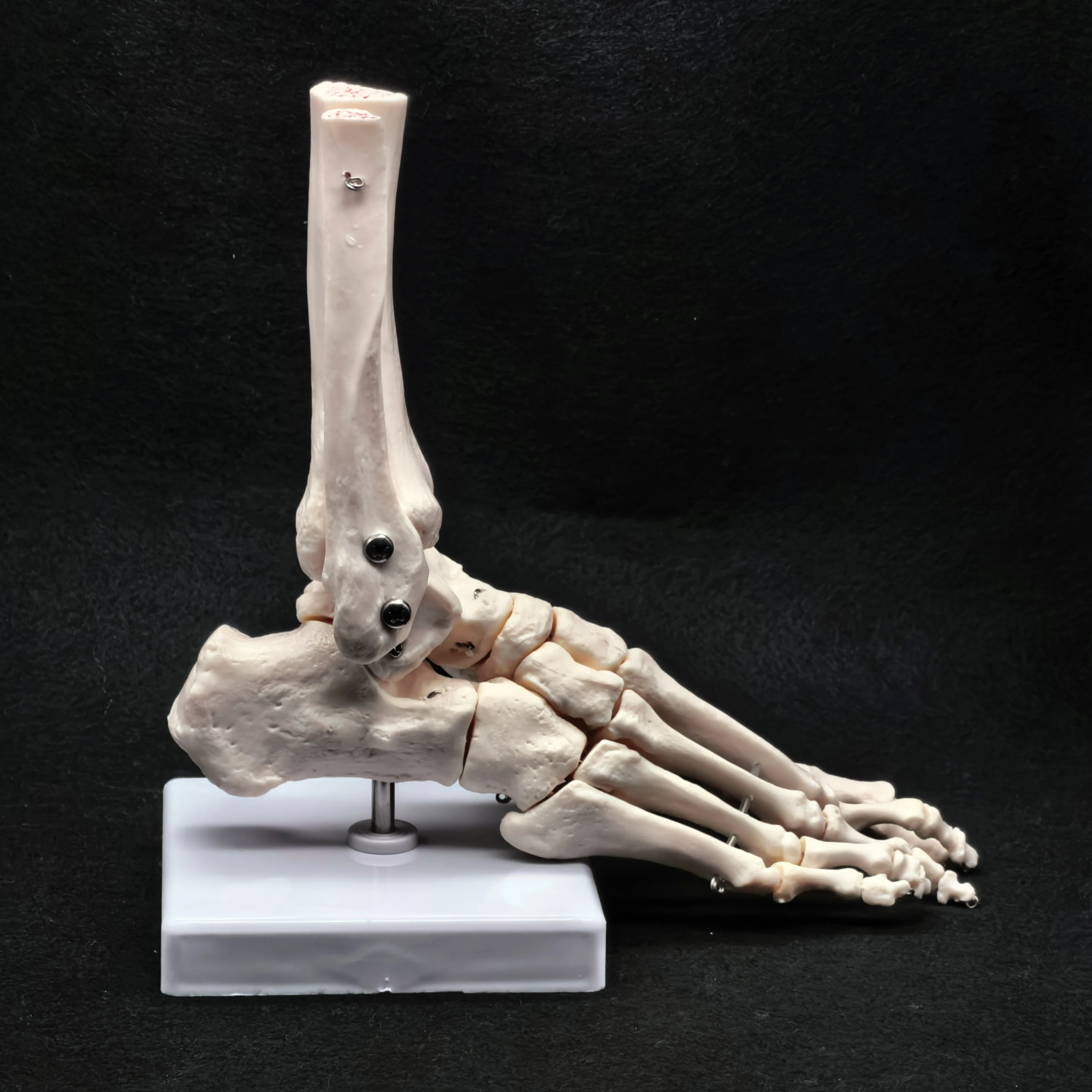 Foot and Ankle Joint Functional Anatomical Skeleton Model Medical Display Teaching School Life Size PVC