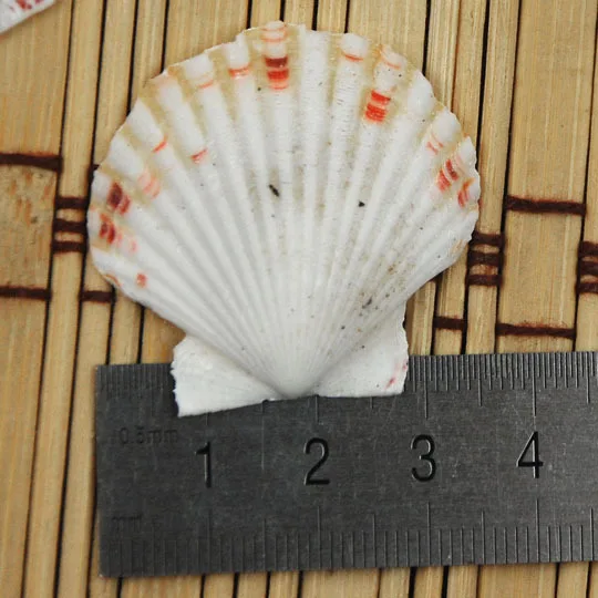 Natural Pecten Shells & Conch for Aquarium Scaping, Decorative Platform, Mediterranean Style Home Decor