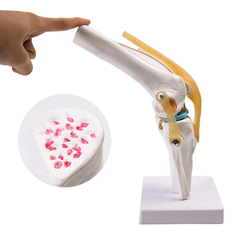 1:1 Flexible Knee Joint Model with Ligaments and Base Femur Tibia and Fibula Bone Anatomy Model Medical Teaching