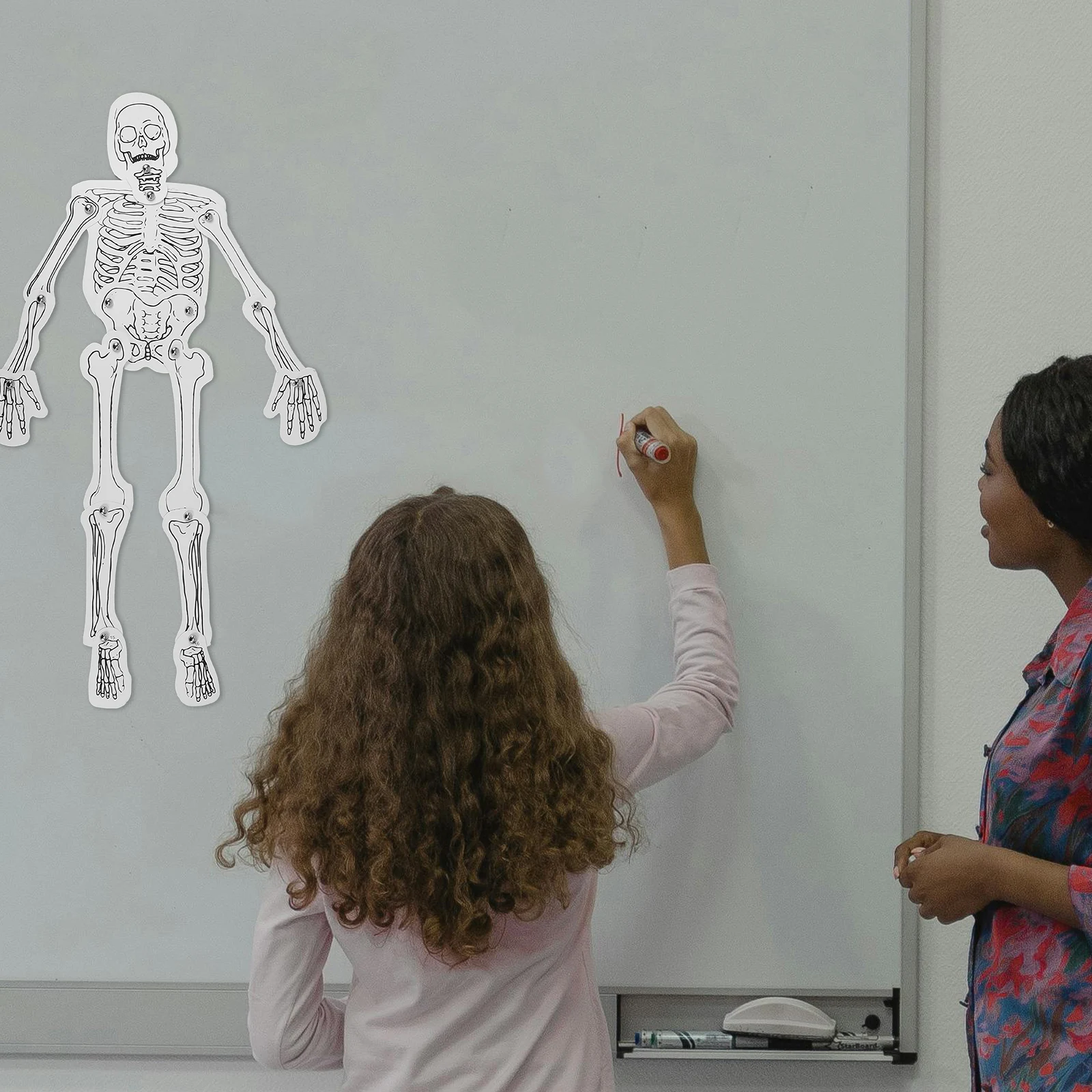 

Diy Human Assembly Kit Science Education Cognitive Material For Classroom Bone Structure Stem Science Skeletal Teaching