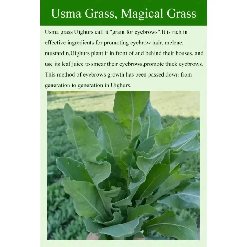 Usma Grass Green Plant Pure Juice Thick Eyebrows Eyelashes Sideburns Hair Line Anti-loss Nourishing Hair Root Hairline Makeup