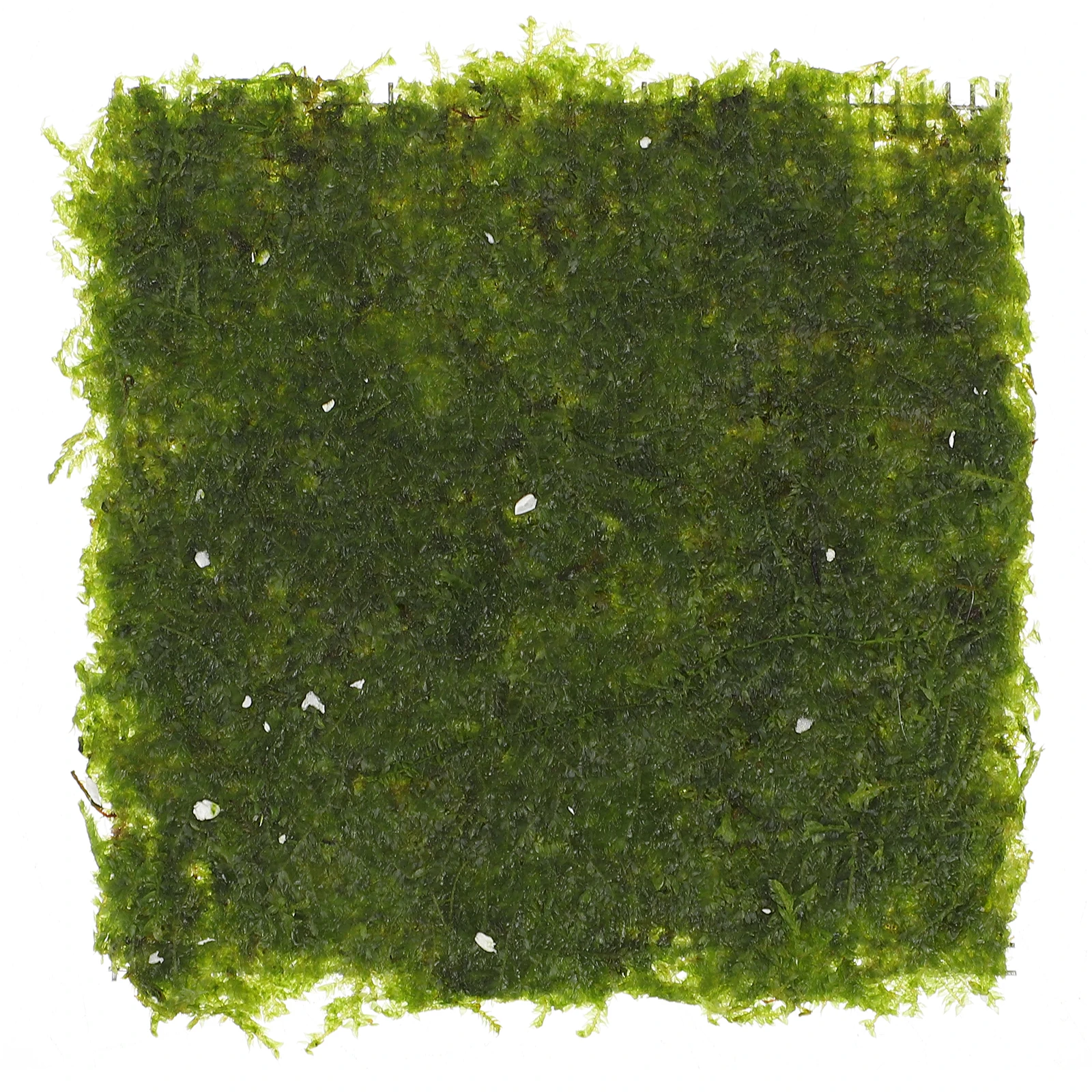 

8x8CM Flame Moss Fern Fish Tank nament Aquarium L Decoration Environmental Nature Scenery Mini Aquatic
