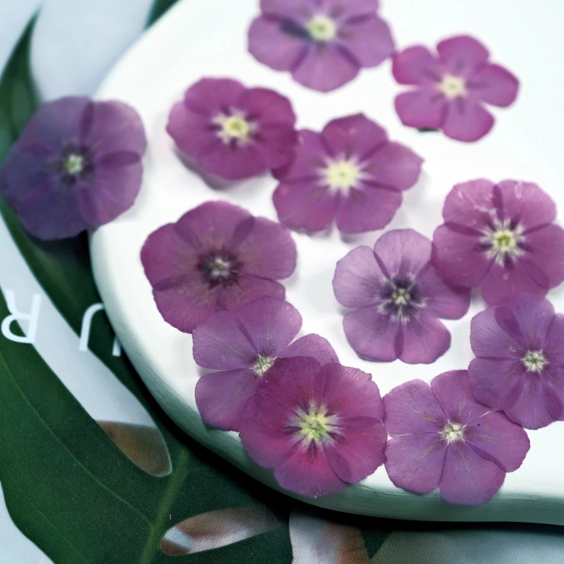 12 قطعة، زهور مجففة مضغوطة شبه شفافة - لوازم يدوية لإطار الصورة/مجوهرات الراتنج/حافظة الهاتف/الإشارة المرجعية