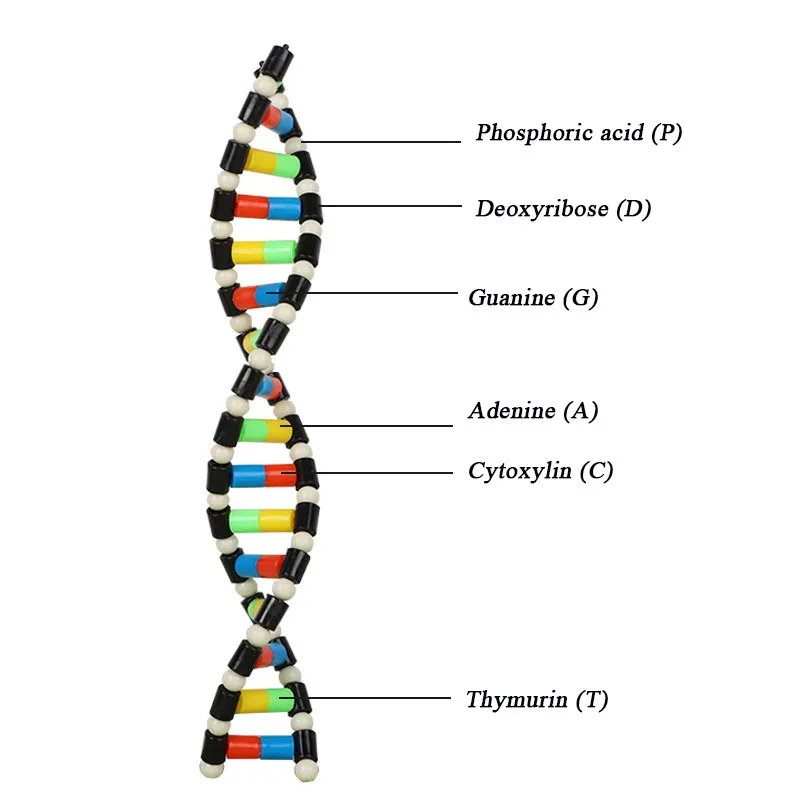 DNA Double Helix Structure Model Component Biological Genetic Gene And Variation Teaching Equipment Experimental Equipment