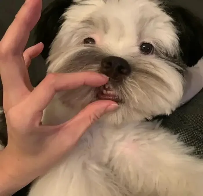 rivestimento-ceramico-al-grafene-10h-per-auto-protezione-7-anni-applicabile-dopo-lavaggio-auto-clay-bar-lucidatrice-per-auto-barche-moto