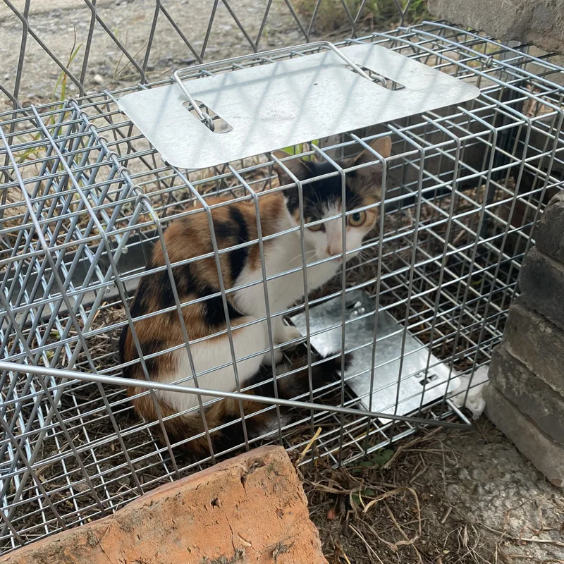 Składana humanitarna żywa pułapka na zwierzęta wielokrotnego użytku dla małych psów szopów, koty świstaki oposy Fox Super duża 1-drzwiowa pułapka na