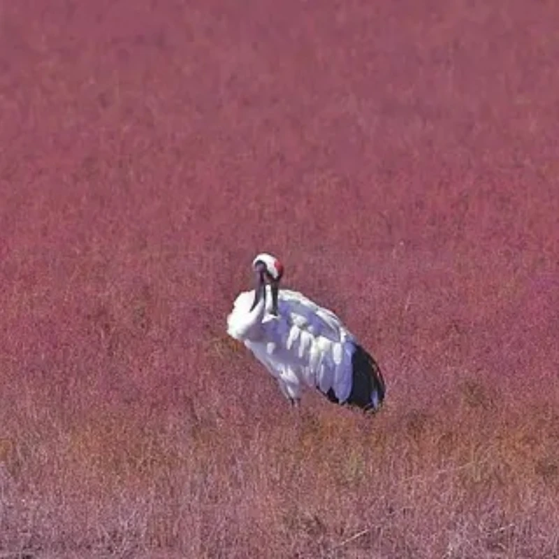 

GEPRC EM2807 2807 МОТОР 1350KV 6S LiPo для FPV Фристайл Дальние дроны DIY Запчасти