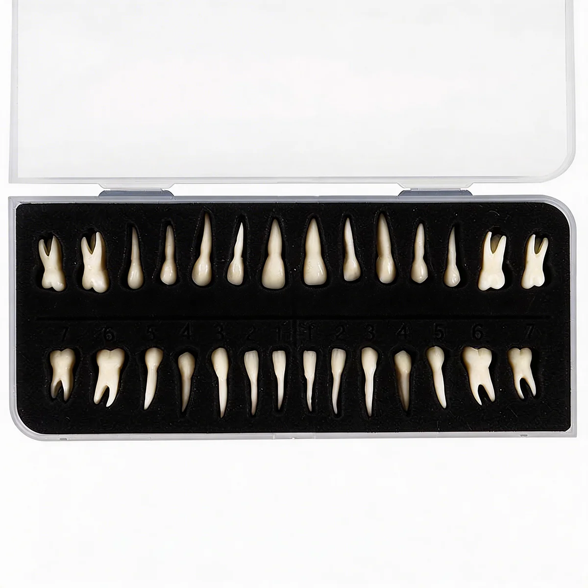 

Oral Dental Model Monochrome Model of 28 Permanent Teeth Extracted Tooth Model with Roots Simulated Teeth Mold