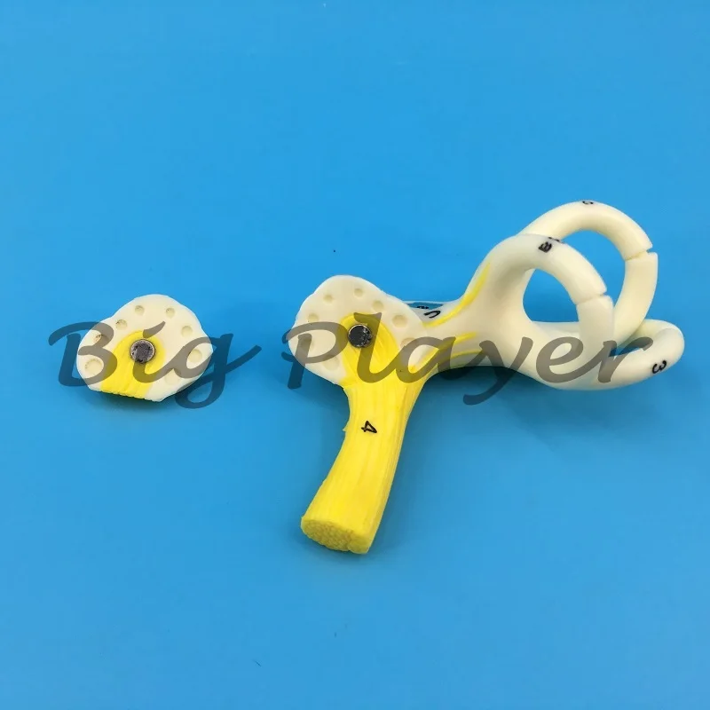 قناة نصف دائرية للأذن البشرية، القوقعة، نموذج تشريحي لقناة نصف دائرية، الأذن الداخلية، نموذج الأذن، نموذج الأذن المفقودة