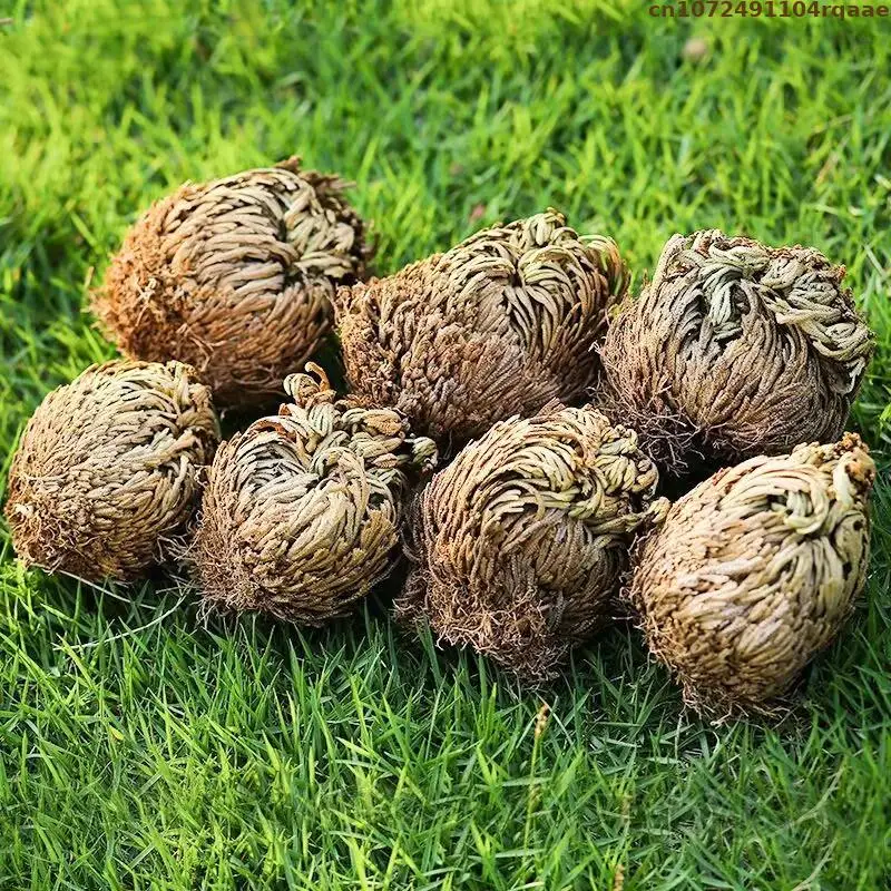 Natural Jericho Rose Dried Selaginella Tamariscina Balls For Home Garden Livingroom Decor Diy Resin Jewelry Crafts Candle Making