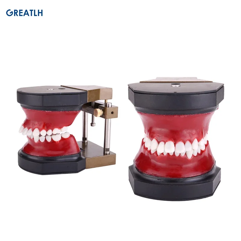 Wysokiej jakości model zębów typodontów Wosk laboratoryjny Modele zębów Model ortodontyczny do praktyki stomatologicznej / akcesoria stomatologiczne
