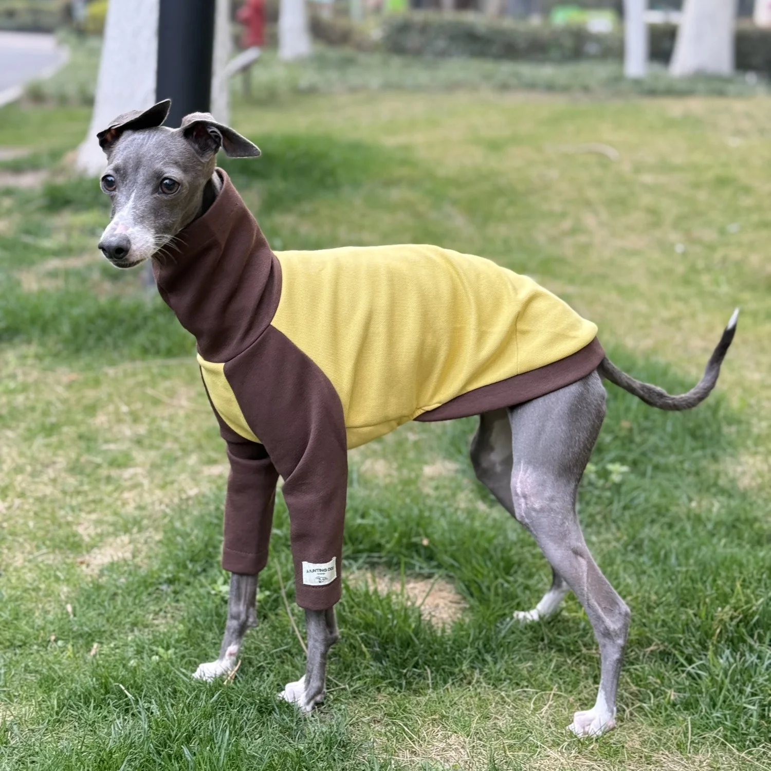 

Кофе-желтая хлопковая футболка с высоким воротом для собак на весну, эластичное мягкое пальто с длинными рукавами для борзых, домашняя одежда для уиппета