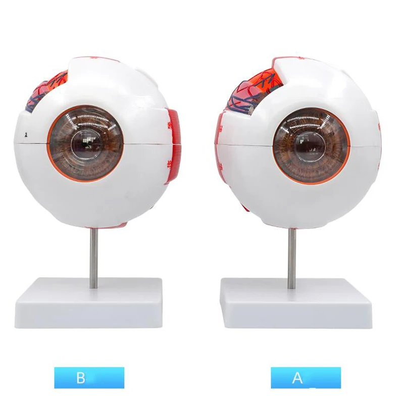 Eyeball Anatomy Model w/ Numeral Sign, 6X Enlarged Human Eye Anatomical Model, Removable 7 Parts, For Study Display Teaching