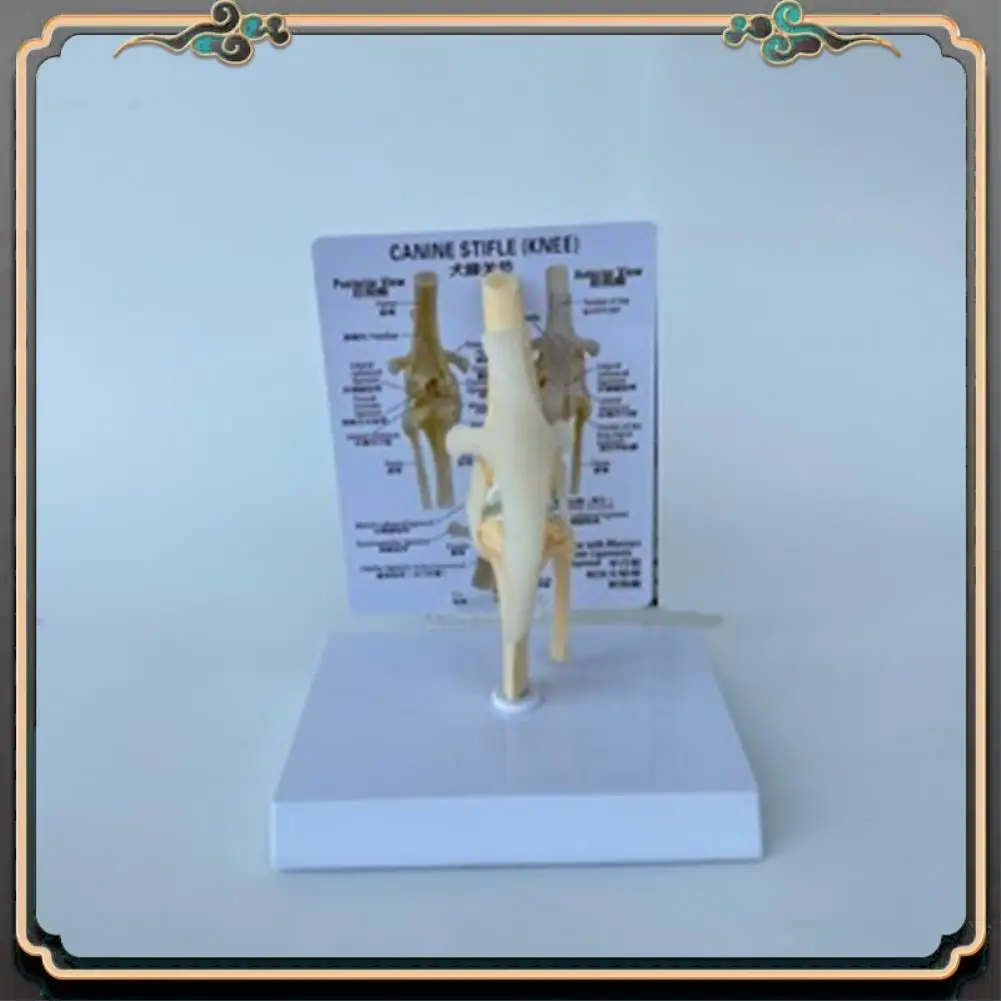ASMA-Canines Knee Model Dog Joint Anatomical Model Dog Skeleton Model Animal Skeleton Anatomy  Science Gift