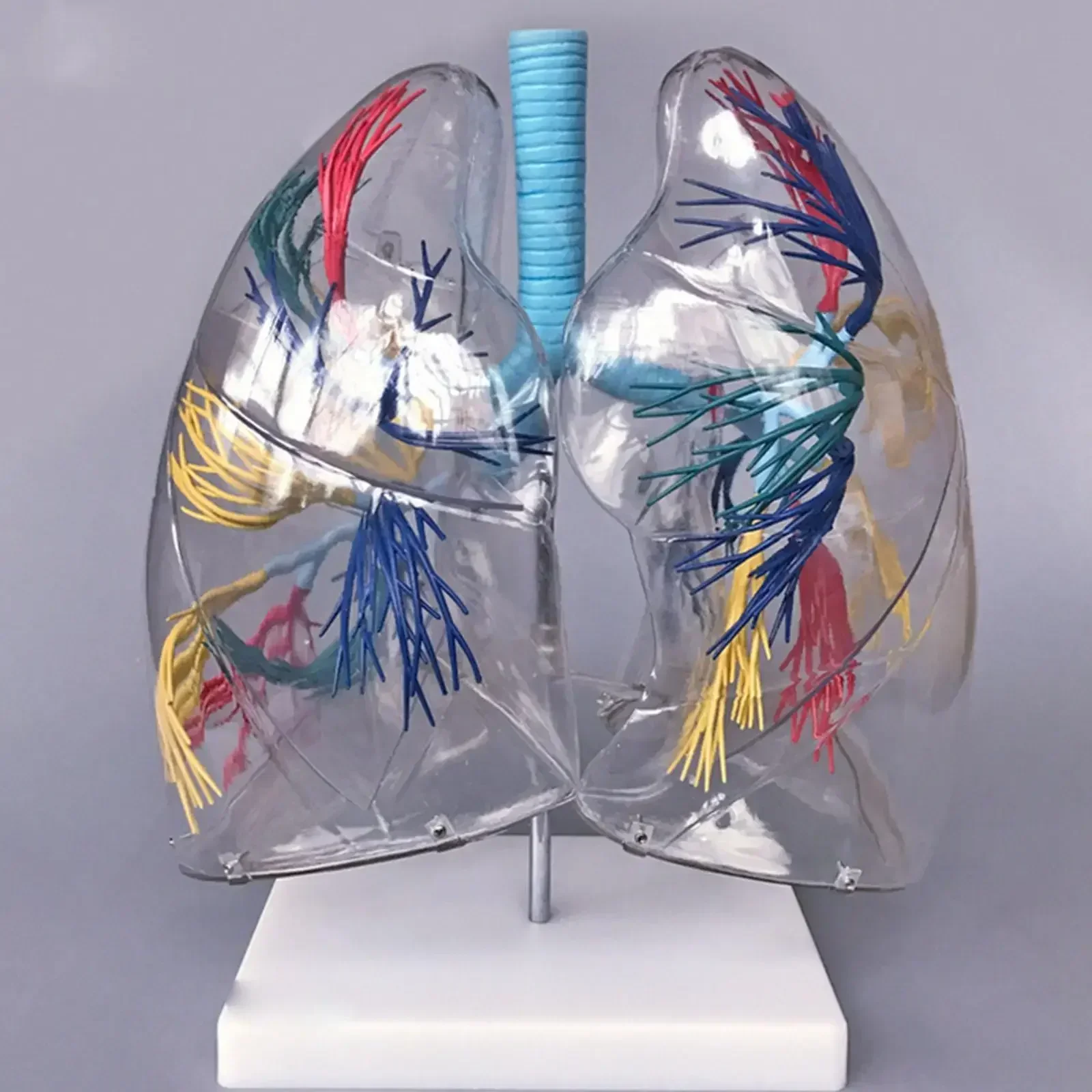 

PVC 2X Life Size Professional Educational Clear Lung Segment Anatomy Medical Model