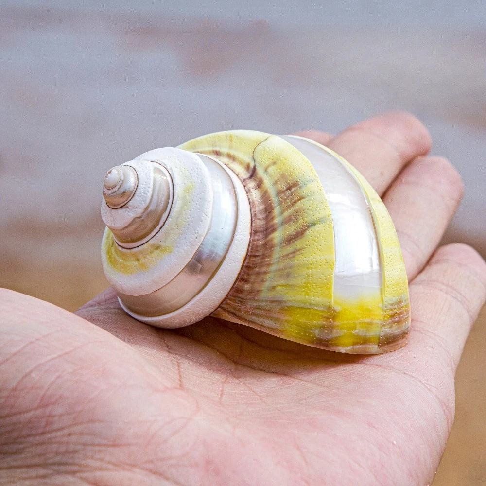 6-8CM Track Pomacea Canaliculata Medium and Large Hermit Crab Replacement Shells Natural Conch Shells for Aquarium Landscaping