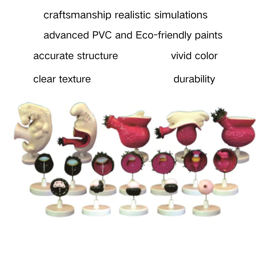 Human Embryo Model 17 Parts Medical Science Anatomia Simulator Medical Supplies Educational Teaching Material for Medico Medicin