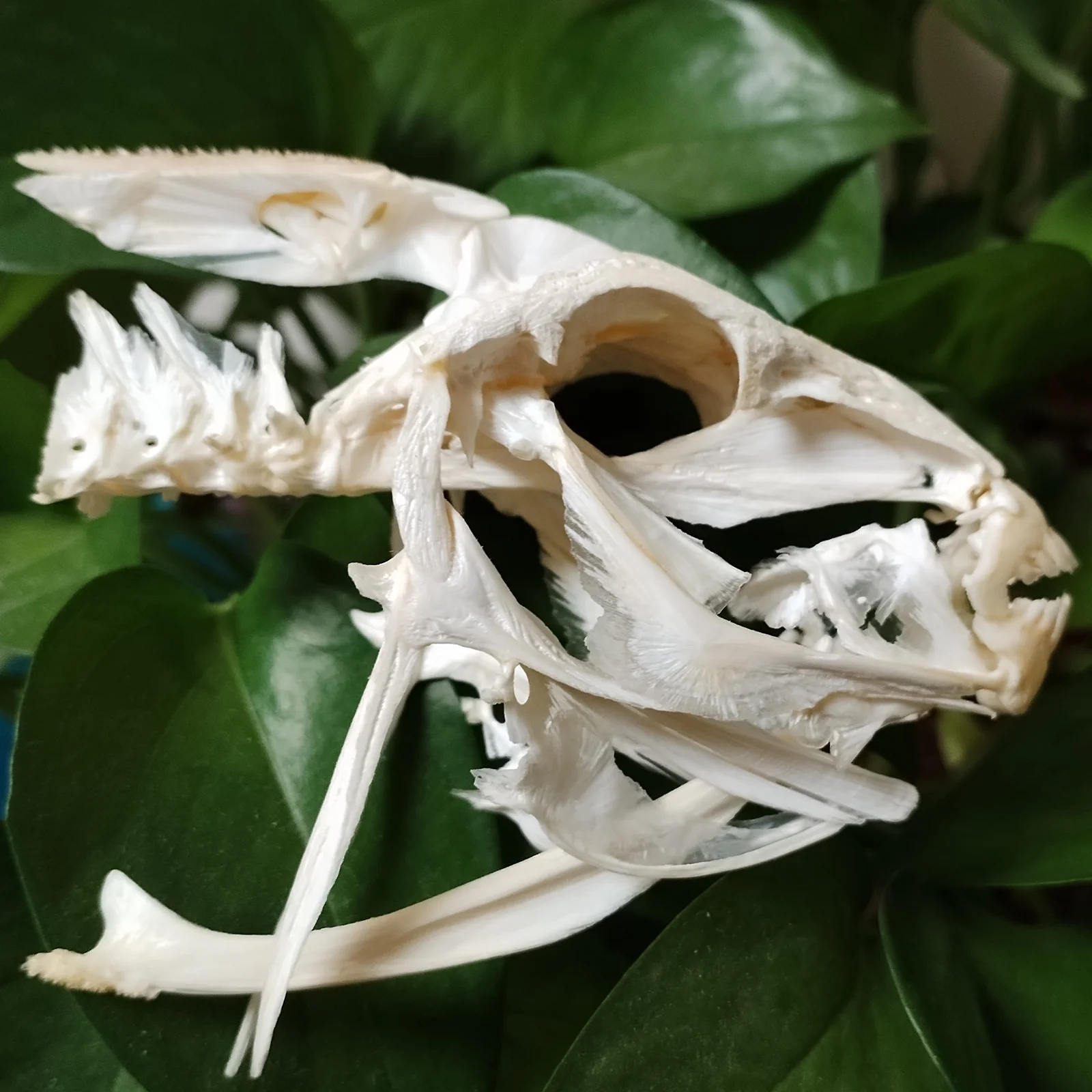 Triggerfishes Skull White Durgons Skeleton Sea Fish Specimen Bone Animal Model Taxidermy Science Education Special Gifts