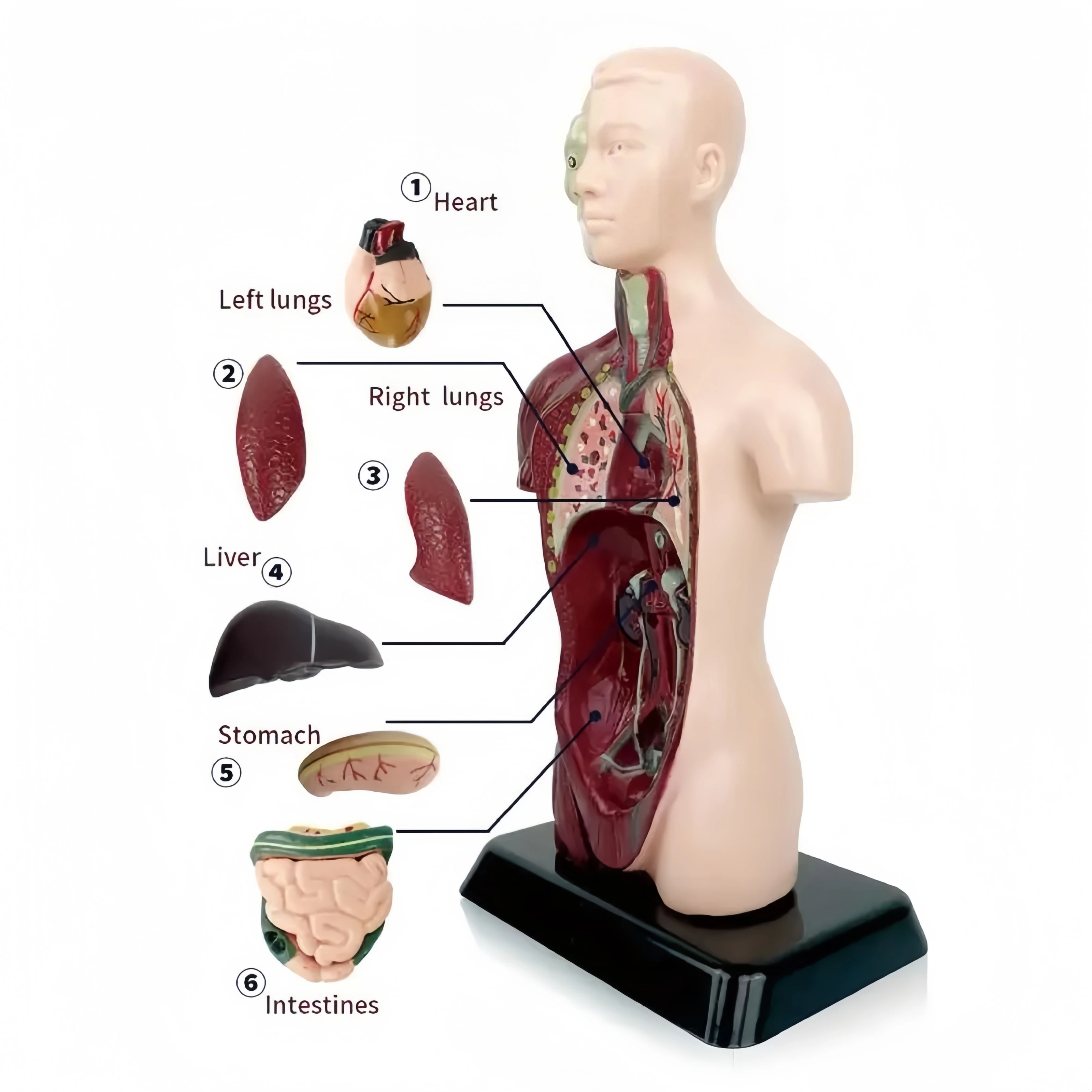 어린이 인체 교육, DIY 마네킹 3D 인체 모델, 생물학 교육 장난감, 원피스, 선물, 크리스마스