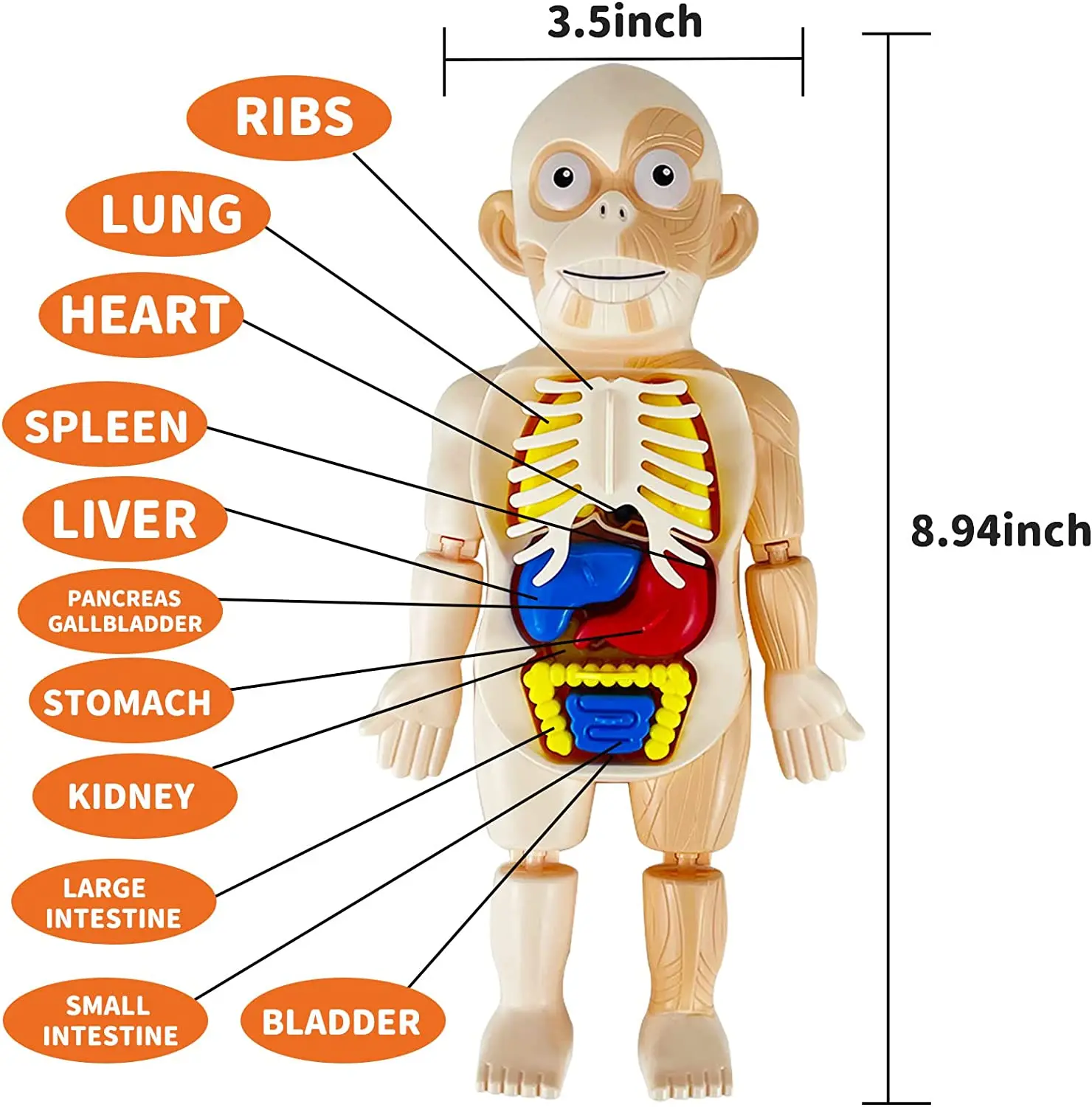 Educational Toys Human Organs Model DIY Assembly Science Kits Human Body Toys for Kids 6 7 8 Year Old