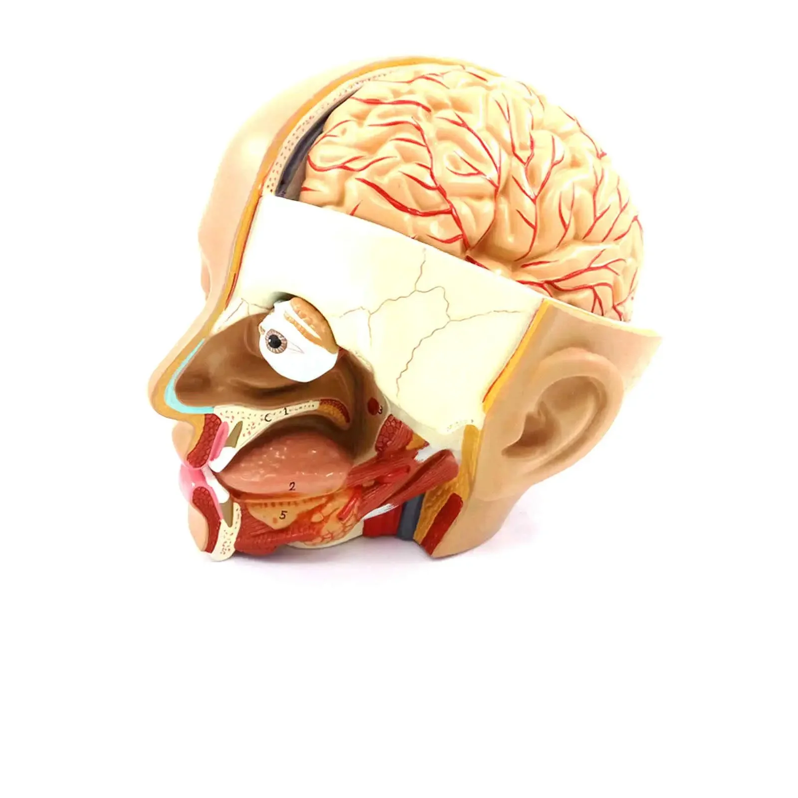 PVC 4 Part Human Head Skull Brain Anatomy Anatomical Oral Nasopharyngeal Model Medical Science Lab School