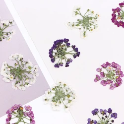 1.5-2.5cm/12pcs,nature pressed Snowball Flower head,Genuine Flower DIY Handmade Dropping Glue Photo Frame Bookmark Mobile Case