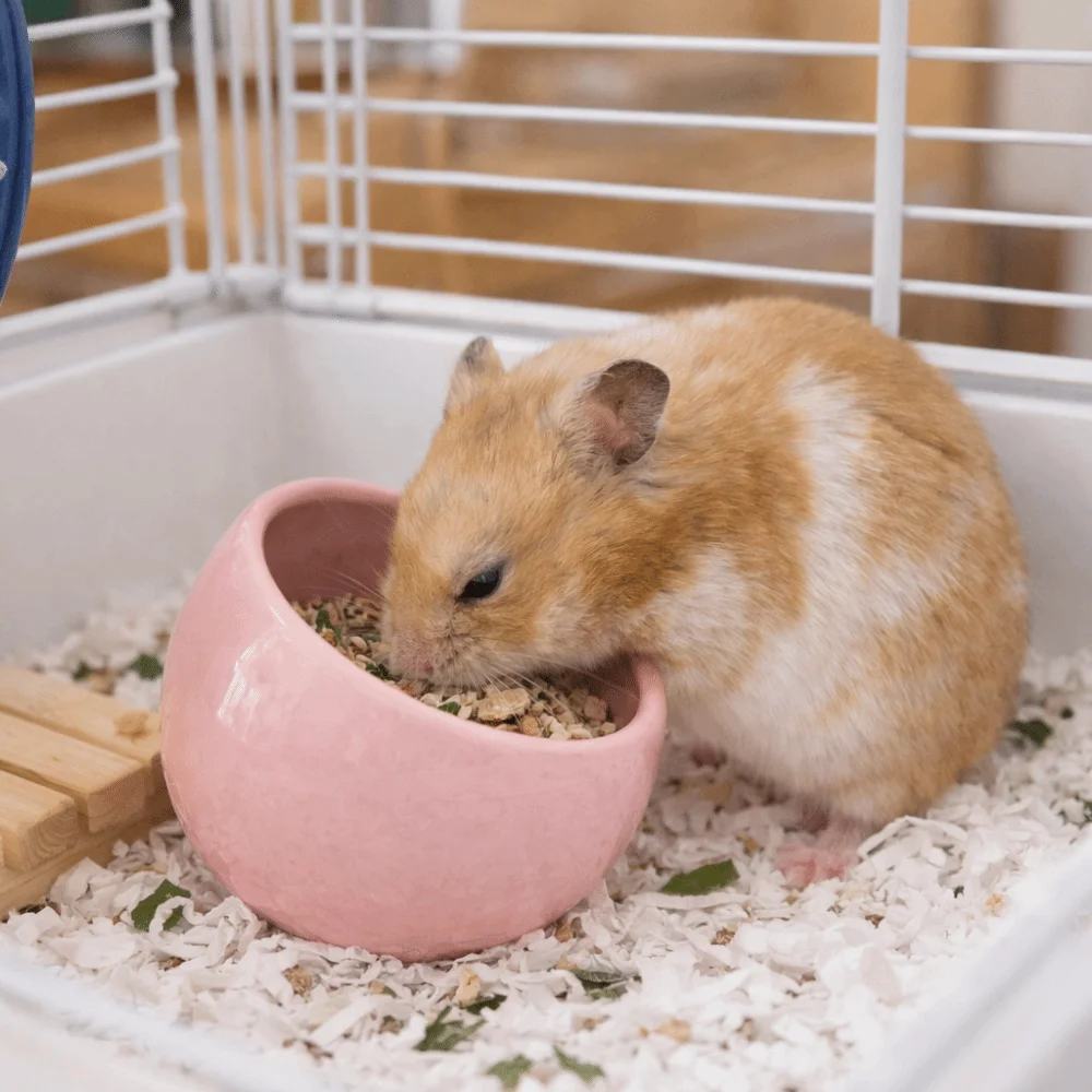 

Ceramic Hamster Food Bowl Anti-Rollover Slanted-edged Small Animal Bowl Non-Slip Anti-Spill Pet Feeding Bowl For Small Pets