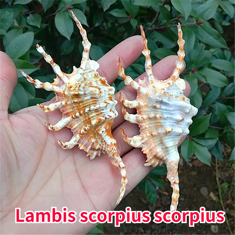 

Lambis Scorpius Scorpius Natural Conch Shell Fish Tank Decoration, Landscaping, and Creative Beach Decorations for Home