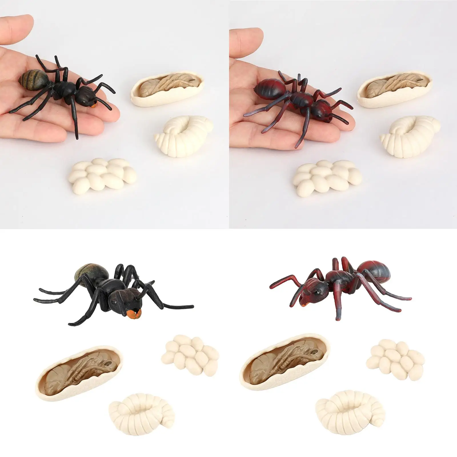 Toy Growth Cycle Model Set Ant Figures for Kids Classroom Education