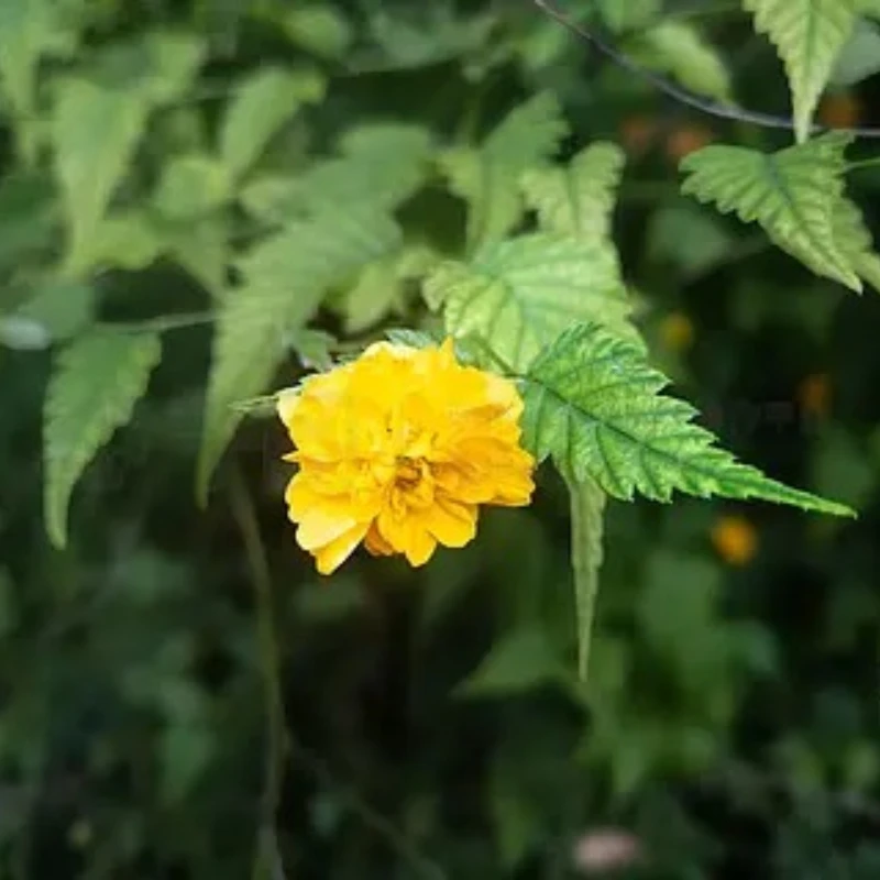 Geprc GEP-F722-35A … - image