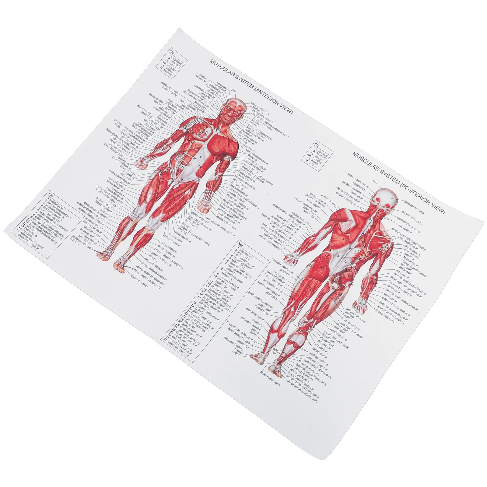 Muscle Anatomy Chart System Human Posters Muscular Anatomical Frameless Office