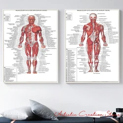 Human Anatomy and Physiology Muscular System EDUCATIONAL SCIENCE Poster Canvas Print  Painting Clinic Hospital Wall Art Decor