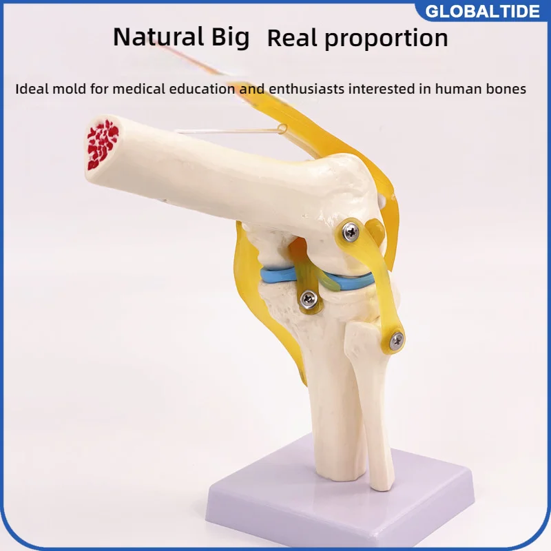 

1:1 модель коленного сустава человека с связками, которые можно изгибать свободно. Обучение и практикуть медицинские демонстрационные инструменты.