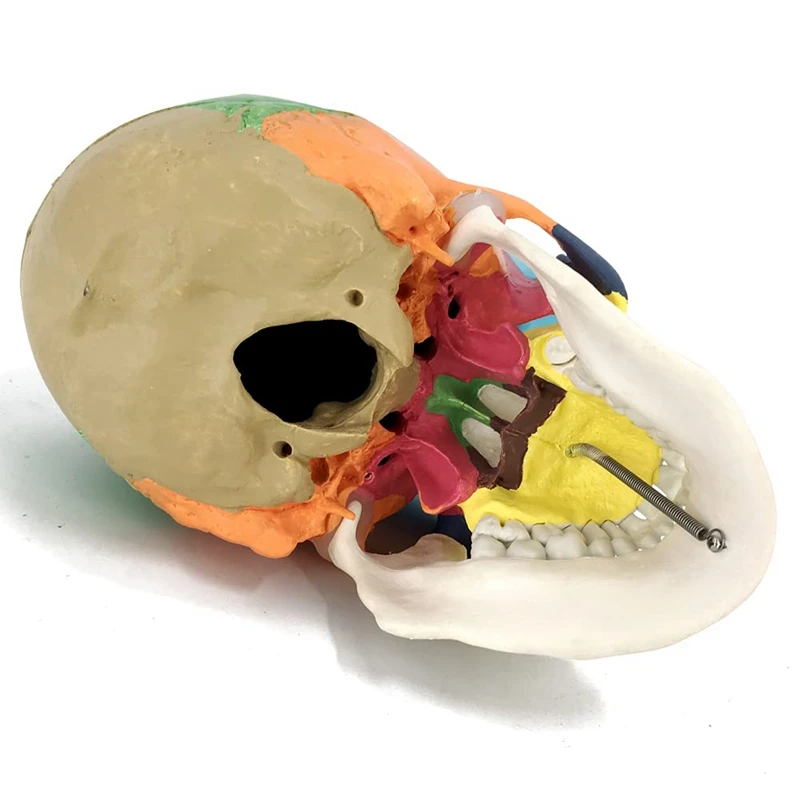 Painted Human Skull Model, Life Size Replica Anatomy Adult Model With Removable Skull Cap And Articulated Mandible