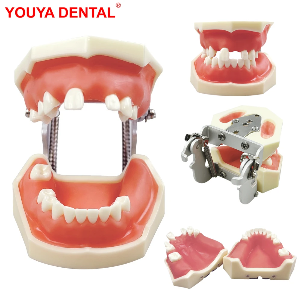 

Модель зубного имплантата Модель для тренировки верхнечелюстной нижней пазухи Избежающий зуб Верхняя нижняя часть щелепи Имплантат зубов Практика Учебная модель