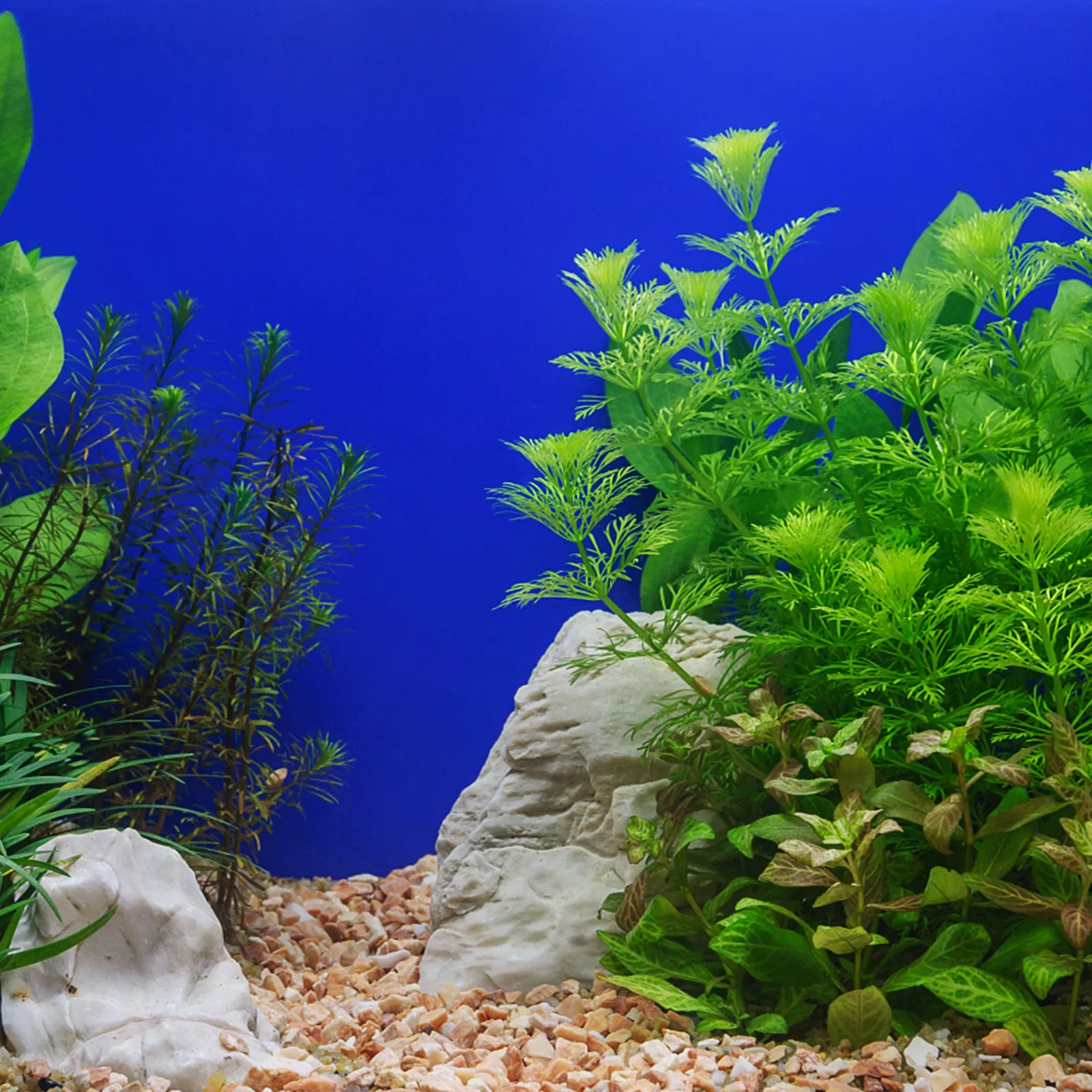 Aquarium Background Paper PVC - Aquarium Fish Wallpaper ulasan dan harga
