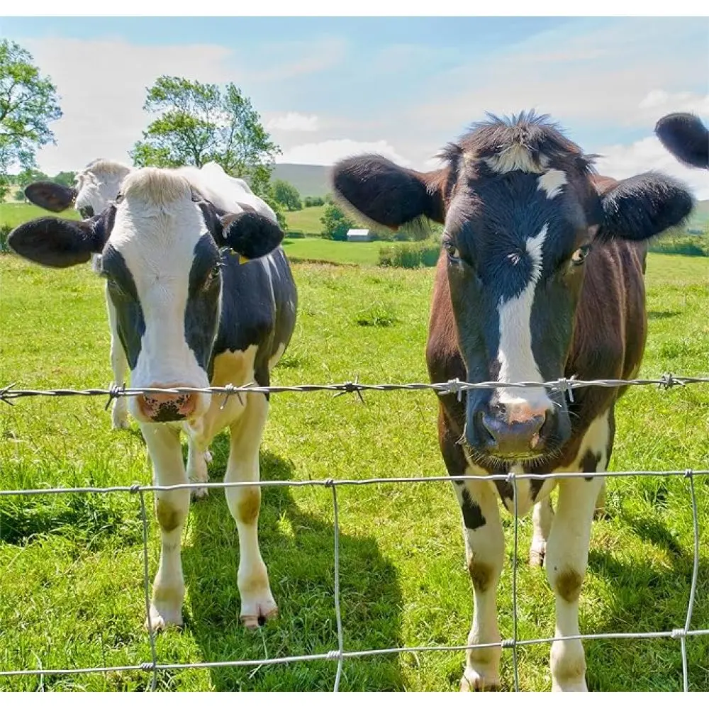 ฟาร์มรั้ว 3x164ft 13Gauge Heavy สังกะสีเคลือบสังกะสี Field รั้วลวัวกวางแพะ Hog สําหรับ YARD ปศุสัตว์ป้องกัน