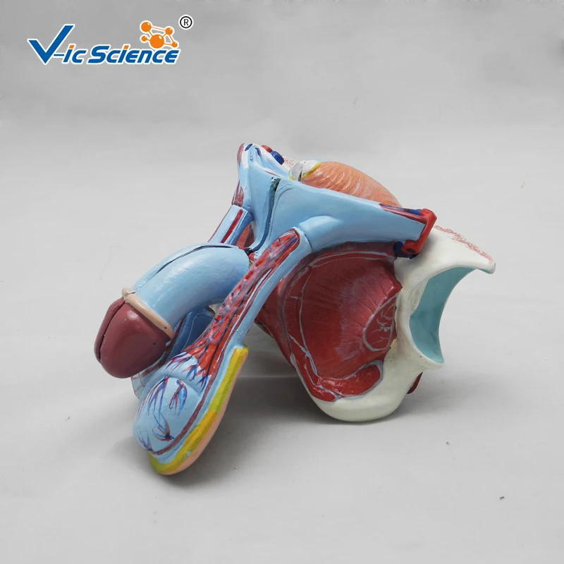 Male Genital Organ Anatomy Medical Model