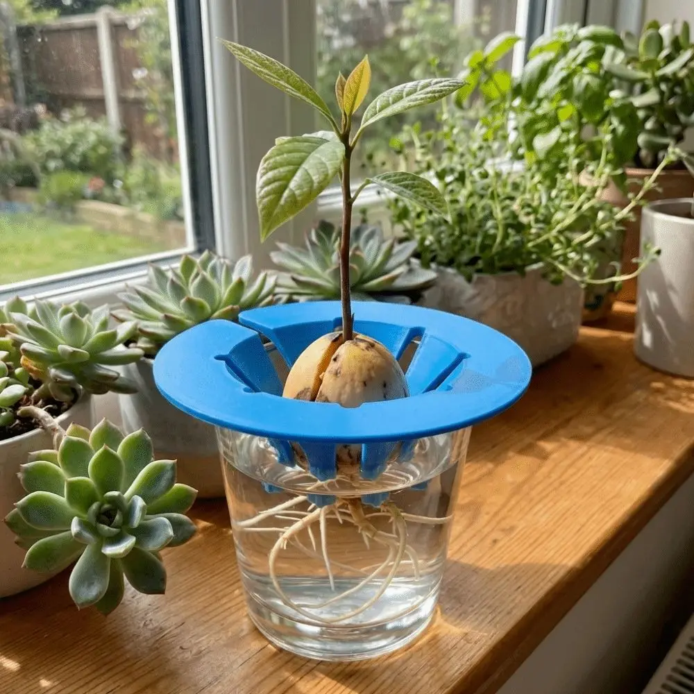 Soil-Free Avocado Planter Plastic Growing System Hydroponic Grow Kit Cultivation Device Sprouting Setup Planting Device