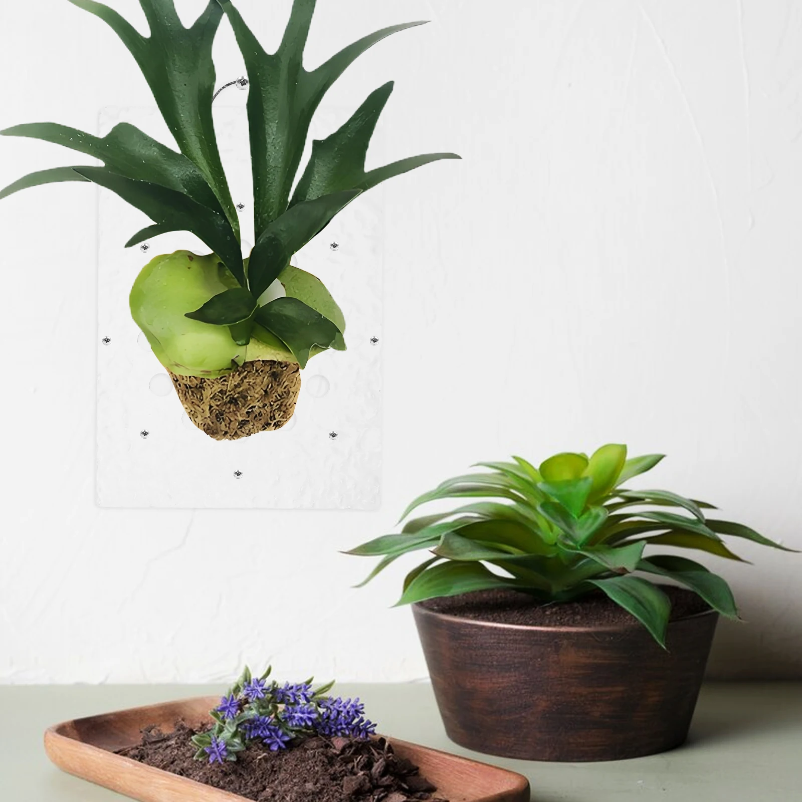 

Staghorn Fern Planting Board Acrylic Wall Mount for Orchids Ferns Compact Durable Rustic Space Saving Design Easy Installation